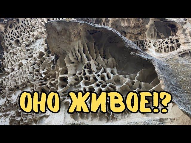 IS IT ALIVE? The Mystery of the Ybykty Sai Gorge! #kazakhstan #travel #vanlife #aktau #aktau #aqtau