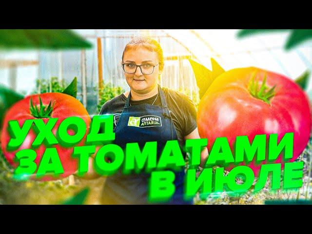 СКРУЧЕННЫЕ ЛИСТЬЯ У ТОМАТОВ. ФИТОФТОРА. УХОД ЗА ПОМИДОРАМИ В ИЮЛЕ