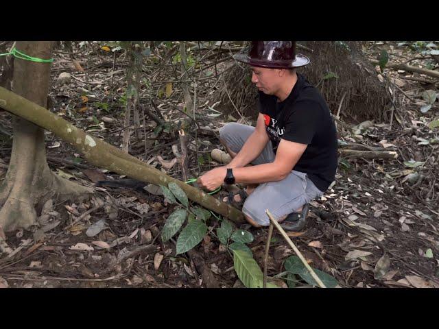 Memasang perangkap Biawak Mengunakan Drum