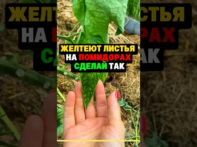 Желтеют листья на помидорах сделай так #огород #секреты #дача #сад #томаты #урожай #помидоры