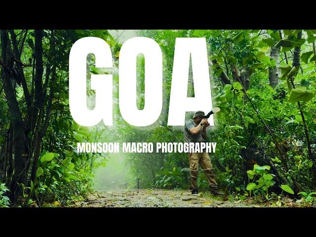 Monsoon Macro Photography in Goa’s Rainforests