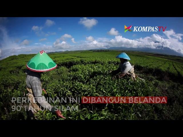 Perkebunan Teh Terbesar di Dunia Ada di Indonesia