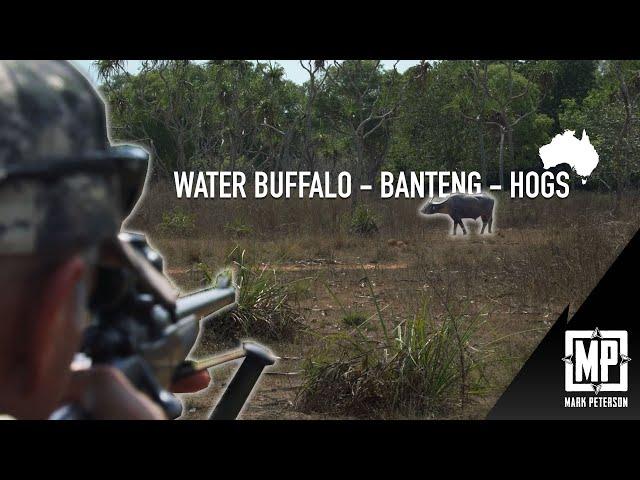 Water Buffalo, Banteng, Hogs: Northern Territory, Australia | Mark Peterson Hunting