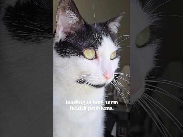 Stop doing this immediately if you have a cat.  audio: chronicles_of_kitty #shorts #catbehavior