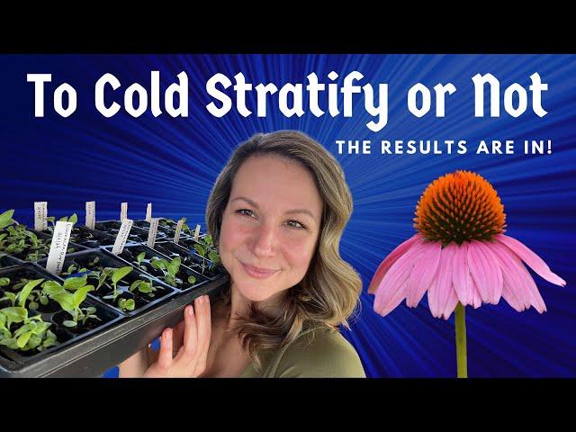 Cold Stratified vs Non Stratified Coneflower Seeds: RESULTS VIDEO!