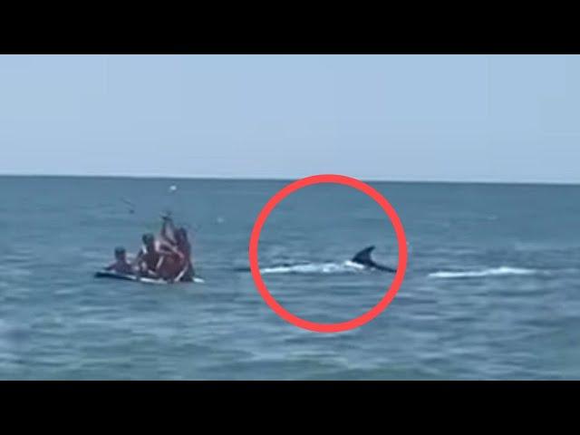 ORCA SORPRENDE A LOS BAÑISTAS DE LA PLAYA DE LA ANTILLA EN HUELVA