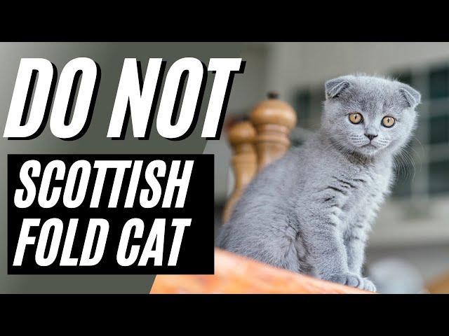 7 Reasons You Should NOT Get A Scottish Fold Cat