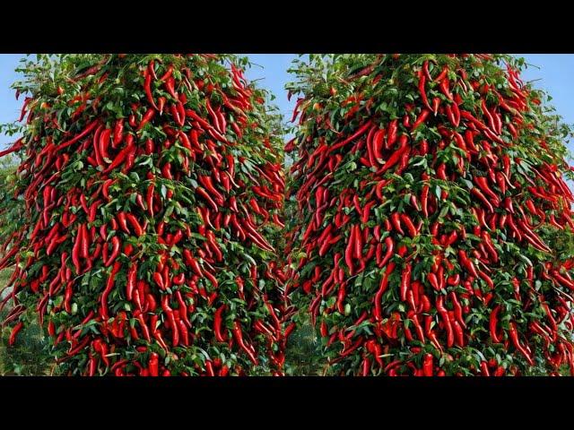 Simple method propagate chilli tree with brinjal || how to grow chilli tree at home