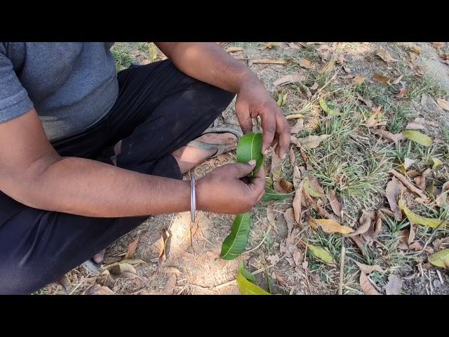 Mango leaf Desi Chilam in 1minute, Chillum making, CHILLAM of leaf, make chillum of Mango leaf