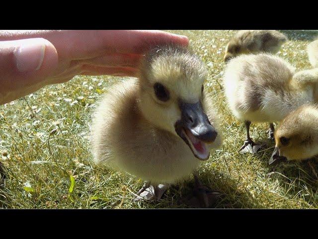 Petting Baby Geese