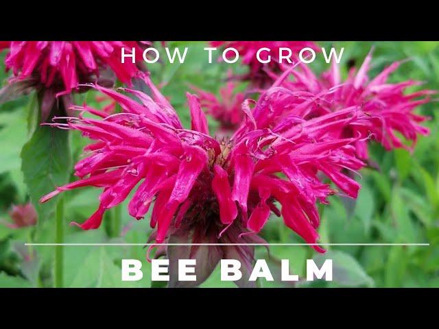 Bee Balm - Monarda Didyma - Complete Grow and Care Guide