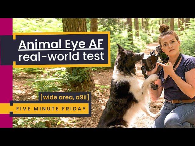 Animal Eye-AF REAL-WORLD Test | Dog Photography with an A9ii on WIDE Area & an Overgrown Woodland...