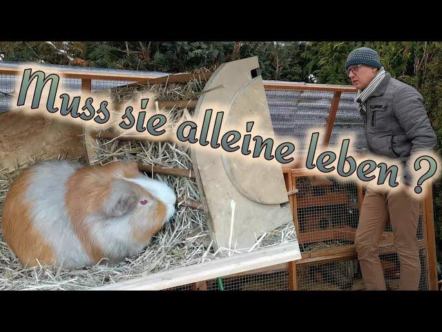 Vergesellschaftung - Kann das Meerschweinchen aus dem Tierheim in der Gruppe im Außengehege bleiben?