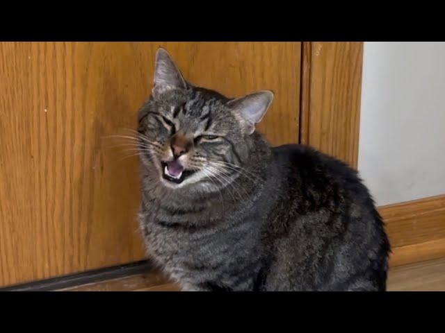 Chip’s Weekly Meows! - ChipTheManx Compilation