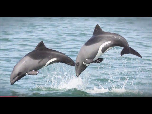 Benguela Dolphins