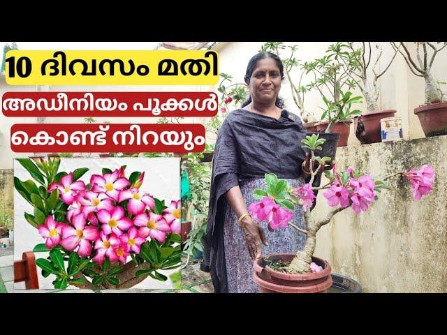 10 ദിവസം മതി അഡീനിയം പൂക്കൾ കൊണ്ട് നിറയും | Super trick | Chilli jasmine