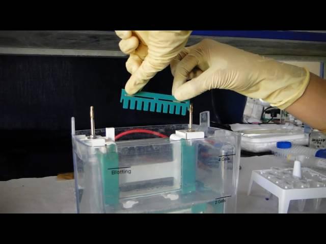 Polyacrylamide Gel Electrophoresis- PAGE - Amrita University