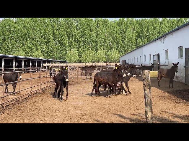 The female donkey chased by the male donkey in heat runs around, can it finally succeed?