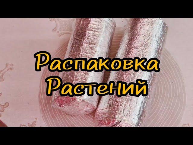 Распаковка растений!