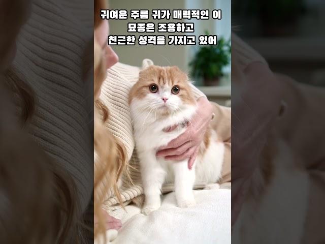 초보집사 추천 고양이 TOP 5