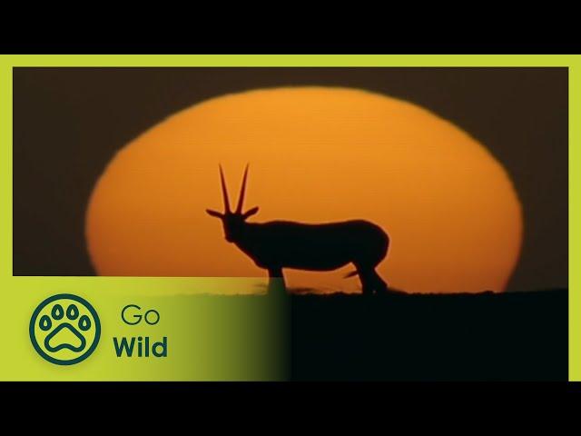 Arabia: Land of Illusion | Wildest Middle East 5/5 | Go Wild