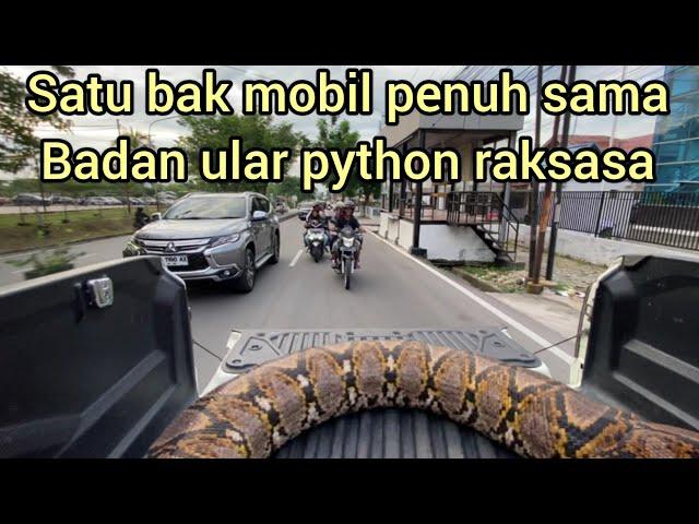 WARGA TERKEJVT LIAT ULAR PYTHON BESAR DI ATAS MOBIL DI TENGAH KOTA