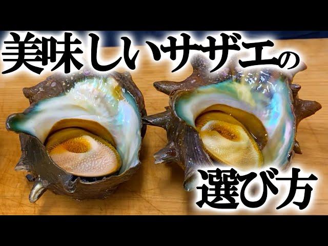 美味しい サザエ はここを 選ぶ 【 貝 さばき方 ・ せり人ムタロー 】