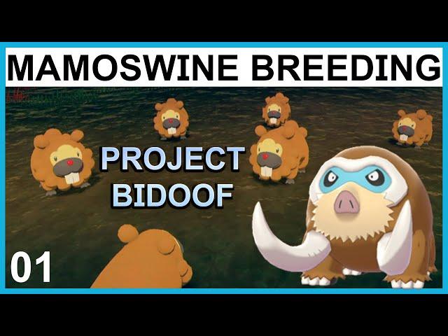 Breeding a Lead MAMOSWINE - Project Bidoof Part 1 - Pokemon Breeding Guide