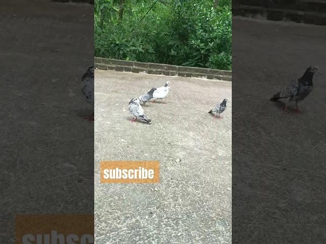 borkha pora meye #birdlovers #birds #কবুতর #pigeon #kabutar #pigeon r m 2024##