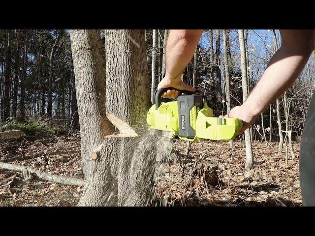 Cutting Down a Tree - QUICK and EASY! - Ryobi 14 Inch Cordless Battery Powered Chain Saw