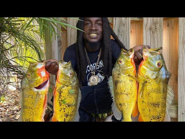 Catching PEACOCK BASS in Fort Lauderdale, FL