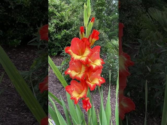 Gladiolus! Gladioli! 17 colors!! Gladiola!         #flowers #flowergardening #gardening #inmygarden