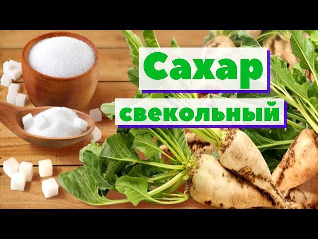 Сахар свекольный | Как это сделано