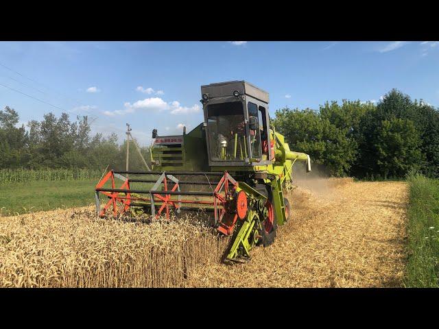 Йду помічником комбайнера на Claas Consul. Жнива пшениці, урожайність як ніколи