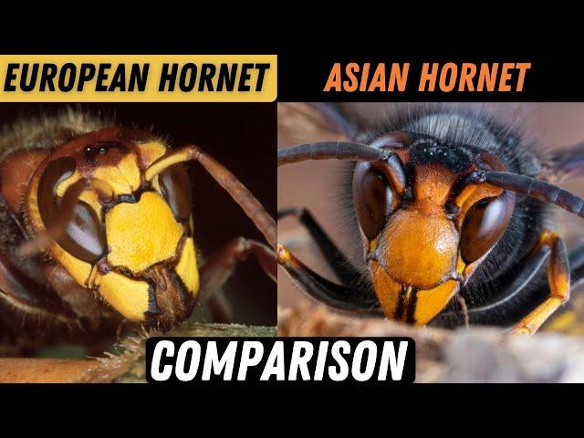 Asian Hornet Vs European Hornet. Know The Difference!!