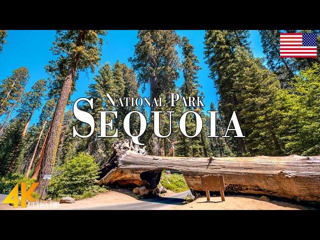 Sequoia National Park 4K Ultra HD • Stunning Footage, Scenic Relaxation Film with Calming Music.