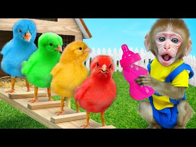 KiKi Monkey take care Colorful Chicks by Giant Bottle&eat fruit jelly with duckling|KUDO ANIMAL KIKI