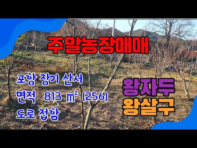 423. 산서리 주말농장 매매 조용하고 깨끗한 장기전원주택부지 매매  왕자두 나무와 왕살구 나무가 있는 포항 주말농장매매 포항부동산 장기부동산 지목부동산 장기주말농장