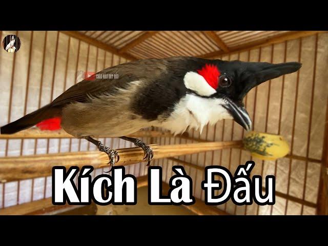 Luyện Chào Mào Bổi Đấu Giàn / Kích Chào Mào Bổi Căng Lửa- Hót Đấu/chao mao hot