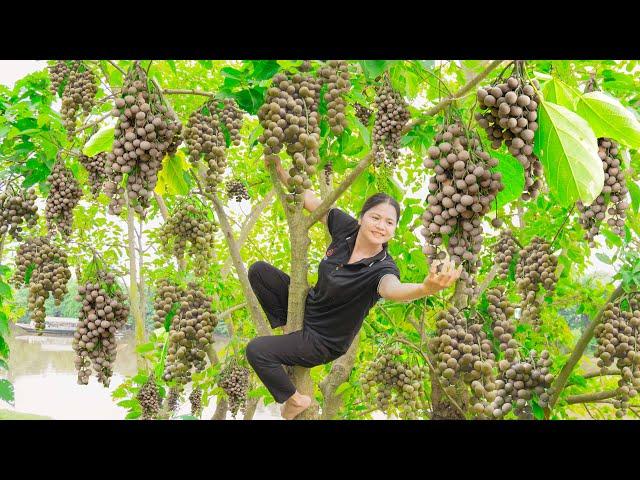 Villager Harvest American Longan Fruits Goes To Market Sell | Best Tips To Make Sour Sweet Salad