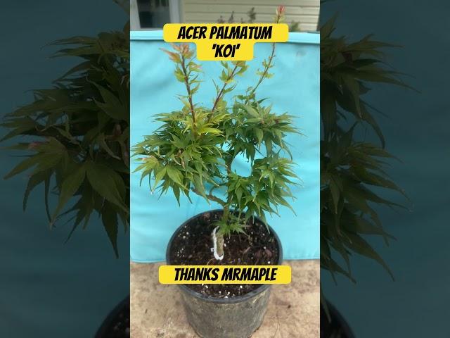 Acer Palmatum ‘Koi’ from MrMaple! #japanesemaple #mrmaple #koi #maplemaniac