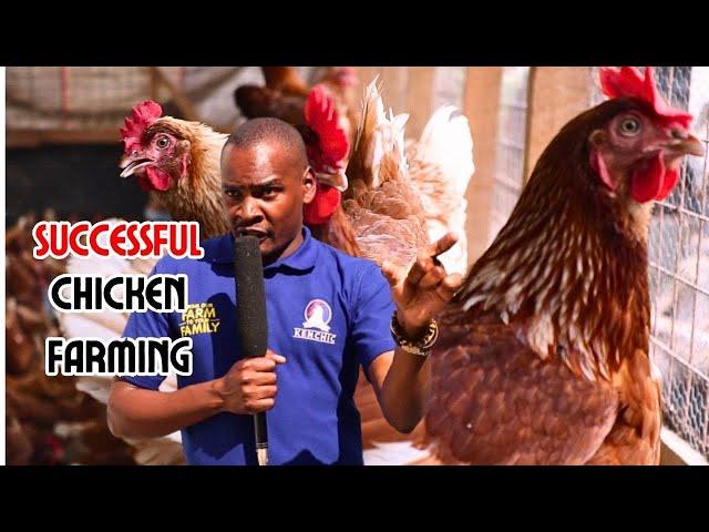 PROVEN TIPS TO MAXIMIZE CHICKEN PRODUCTION | Kenchic's Advice in poultry farming #kenchic #poultry