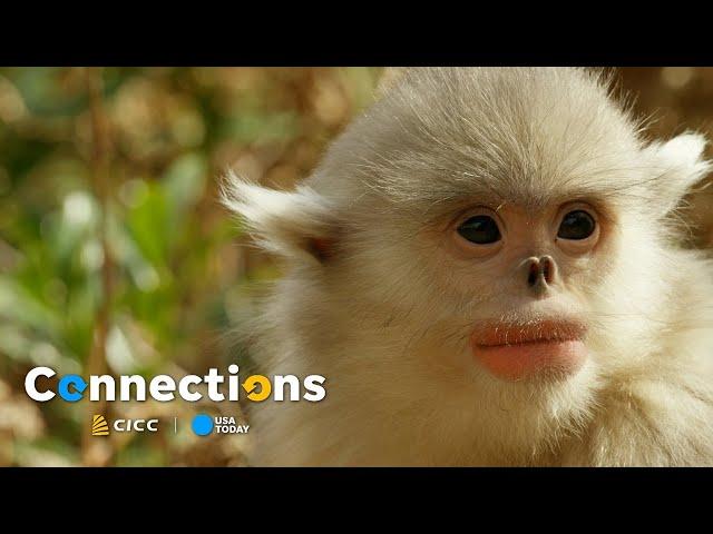 Discover China's most diverse province | Connections