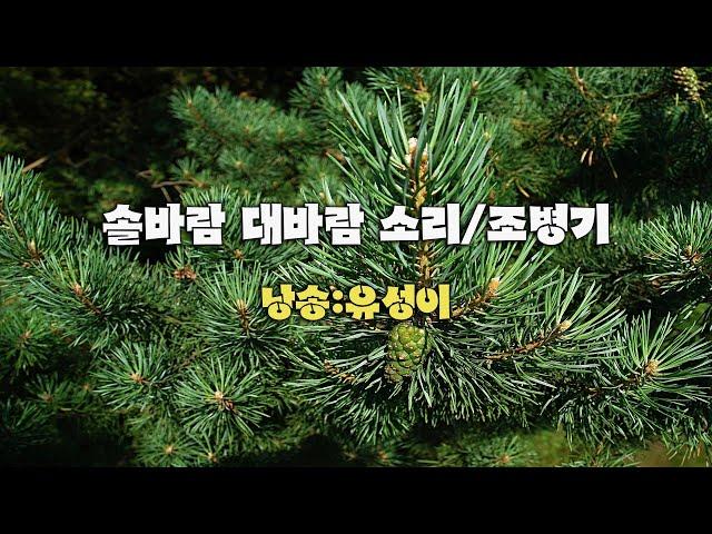 솔바람 대바람 소리/조병기 (낭송:유성이)