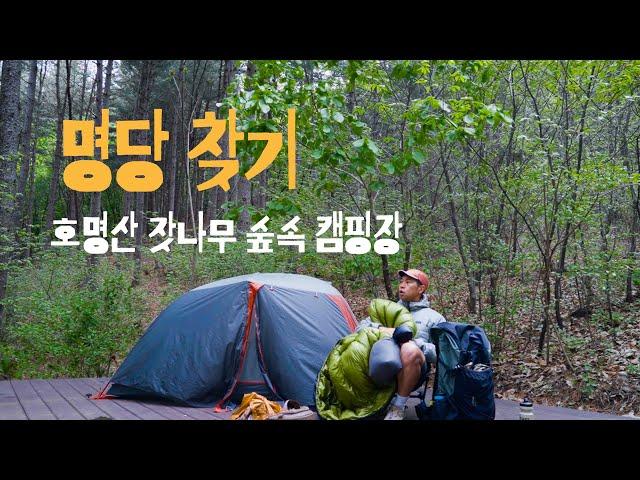 [캠핑장리뷰] 호명산 잣나무 숲속 캠핑장 전체 사이트 리뷰 | + 호명호수 가는 법