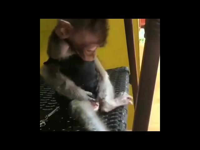 Макака  #обезьяна #смешная