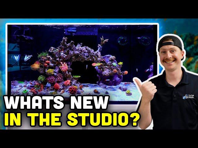 Red Sea Reefer 250 Update! New Corals and Lessons Learned!