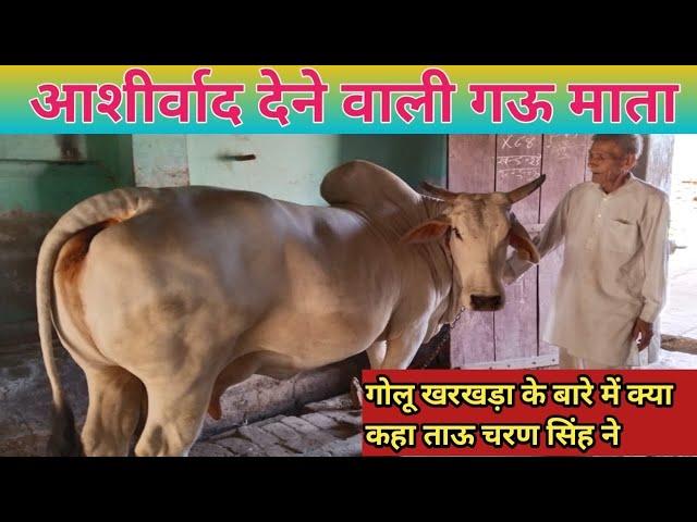 आशीर्वाद देने वाली गऊ माता,Rudra chaudhary dairy farm,Sidak dairy farming,Pasupalak manch,Dairy farm