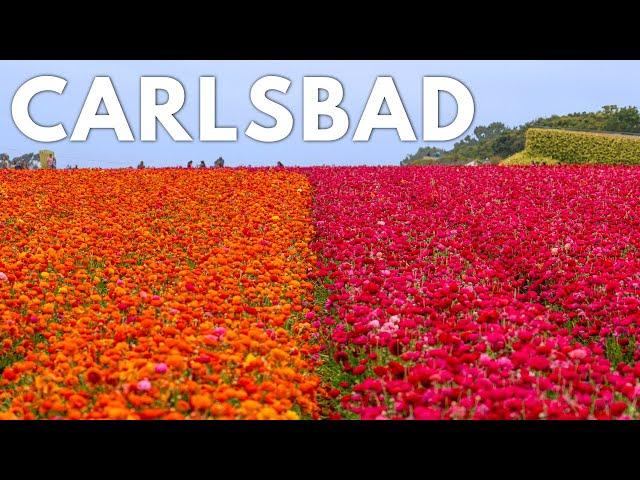 The Perfect Weekend in Carlsbad California with Kids: Flower Fields, S'mores, Legoland & More