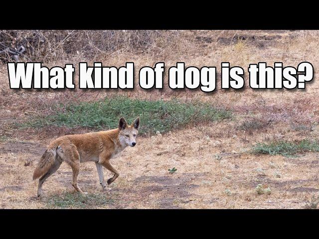 Coyotes of North Poway – Meet Wink and the Waterfall Coydog!